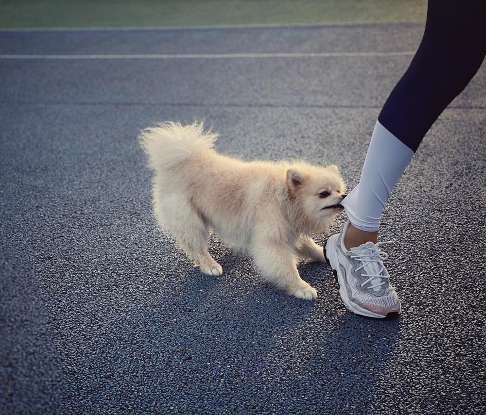 Small domestic dog plays with woman's legs